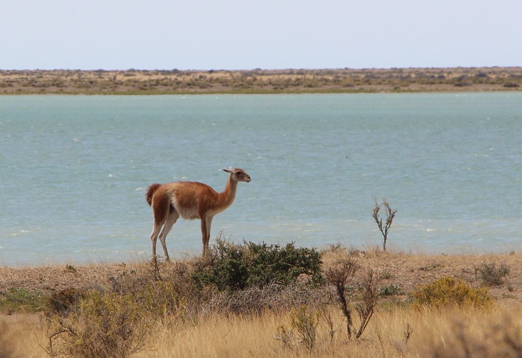 Peninsula Valdes (Guanaco)