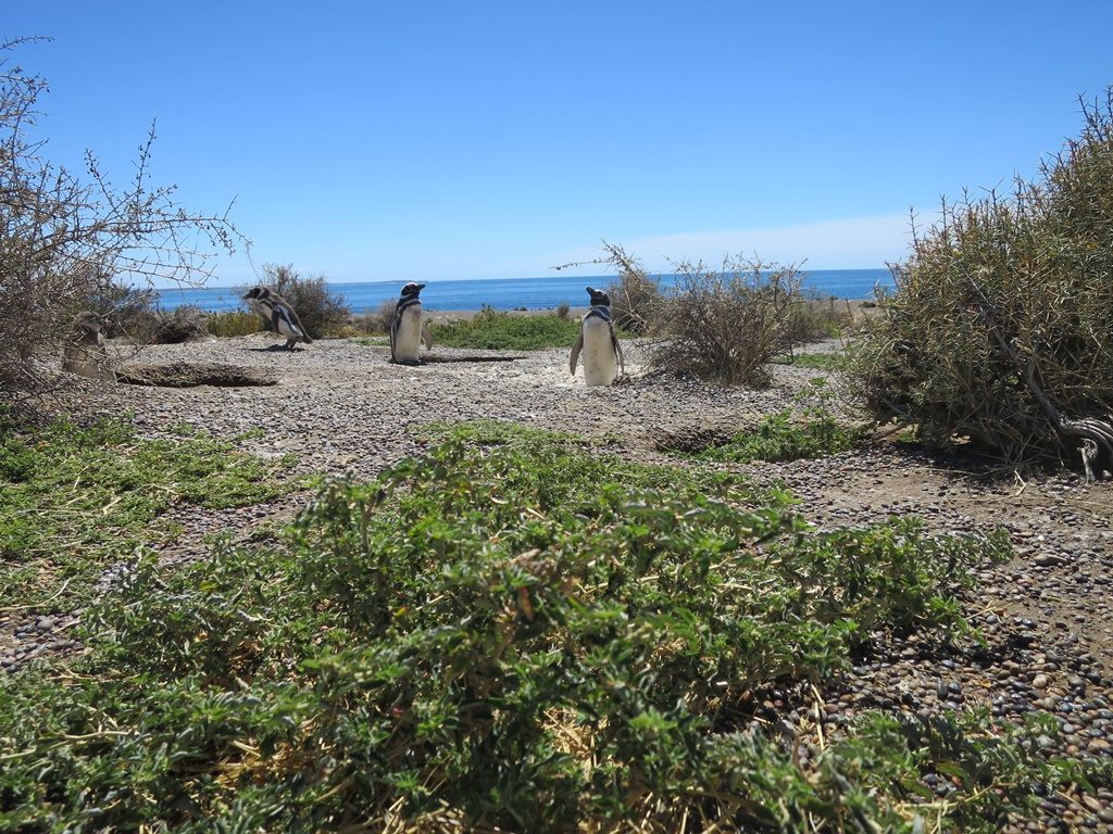 Punta Tombo