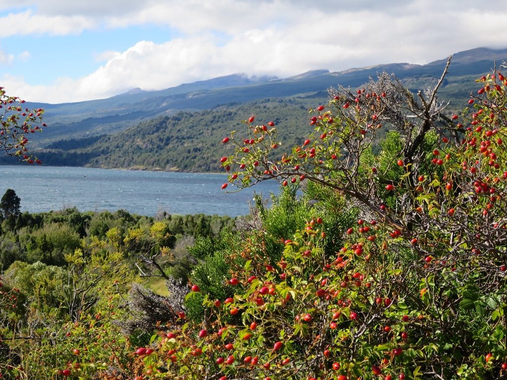 Los Alerces Nationalpark