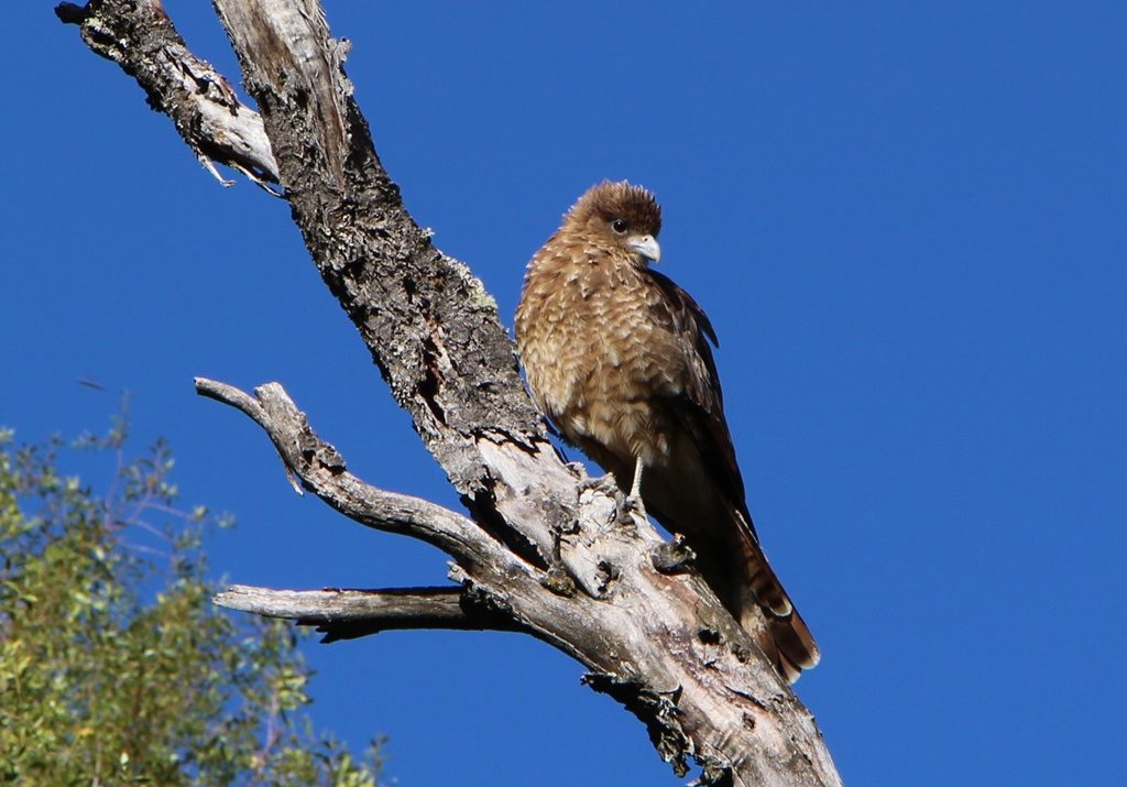 Los Alerces Nationalpark