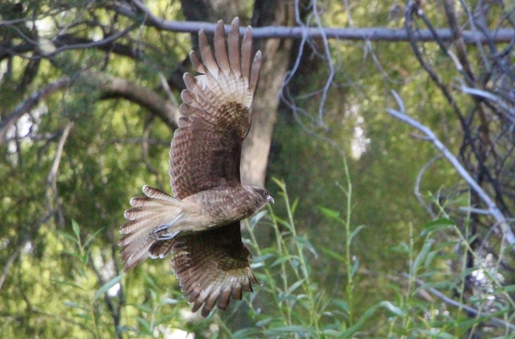 Los Alerces Nationalpark