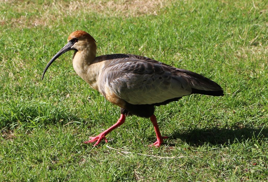 Los Alerces Nationalpark