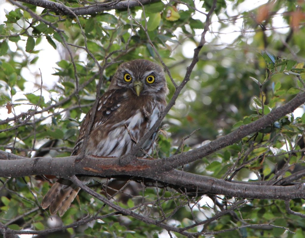 Los Alerces Nationalpark