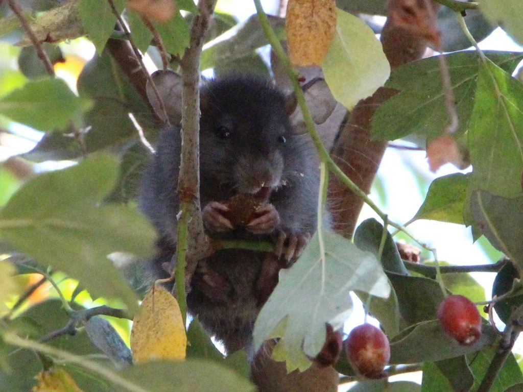 Chinchilla über unseren Köpfen