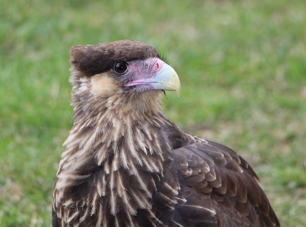 Junger Caracara - Torres del Paine Nationalpark