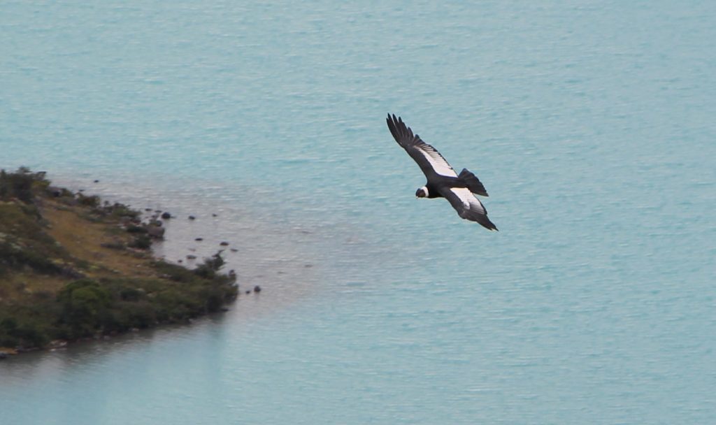 Flugkünste der Kondore - Torres del Paine Nationalpark