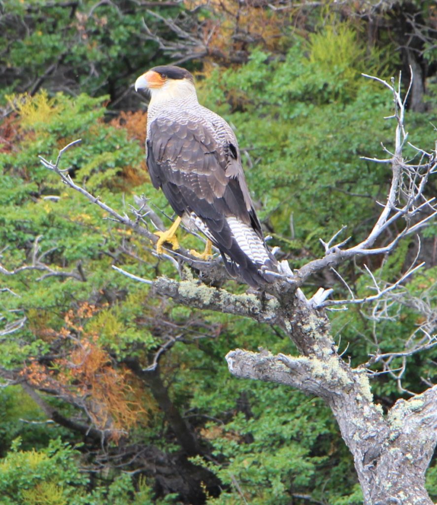 Caracara - Torres del Paine Nationalpark