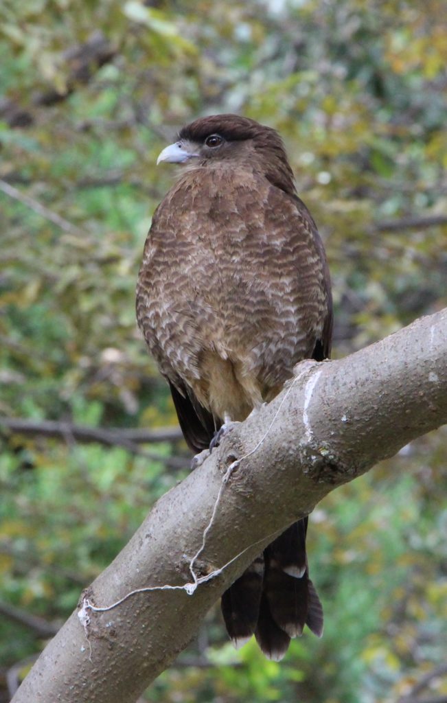 Los Alerces Nationalpark