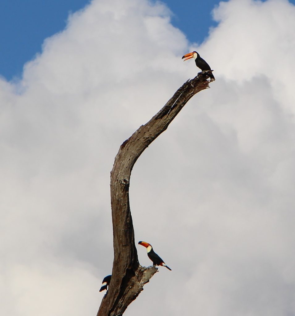 Bonito - Tucan