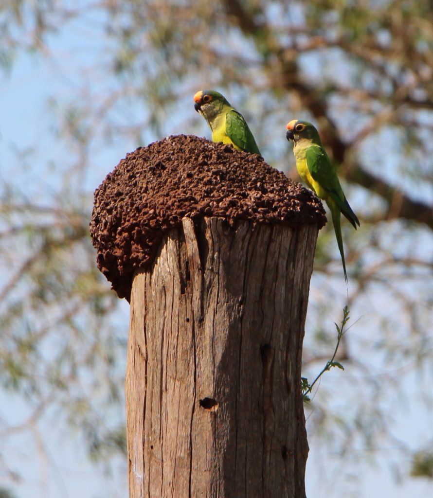 Bonito - Peech-fronted Parakeet