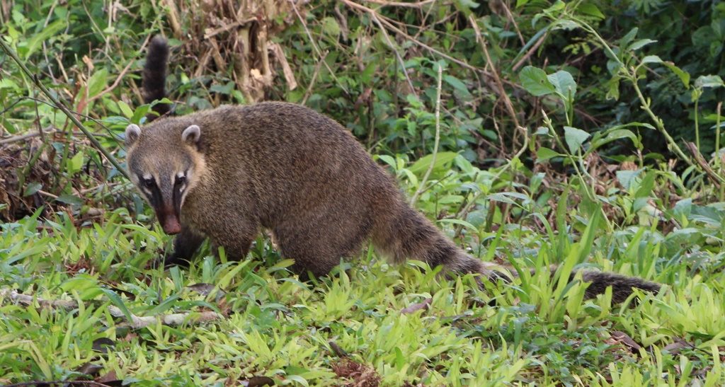 Pantanal - Nasenbär