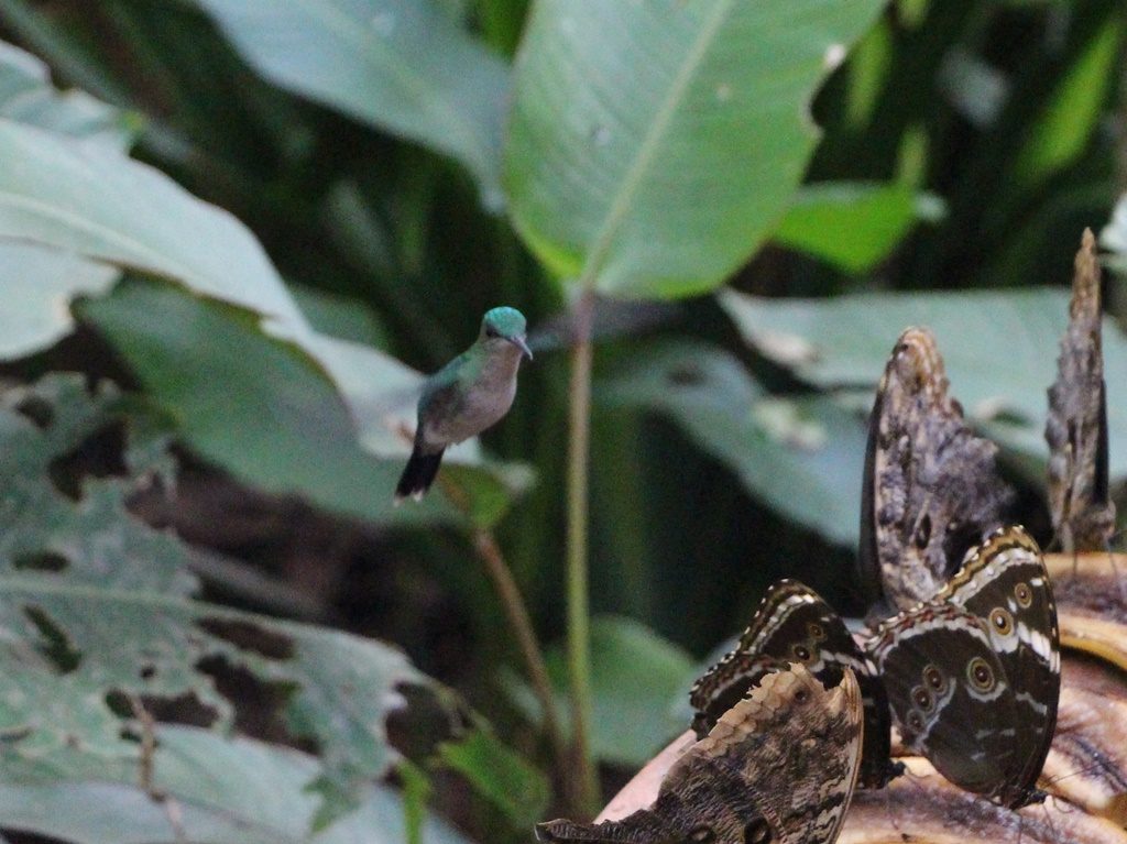 Foz do Iguazu - Vogelpark