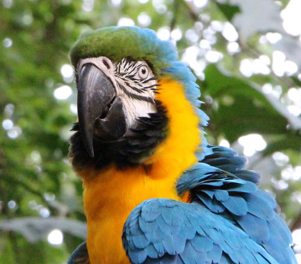 Foz do Iguazu - Vogelpark