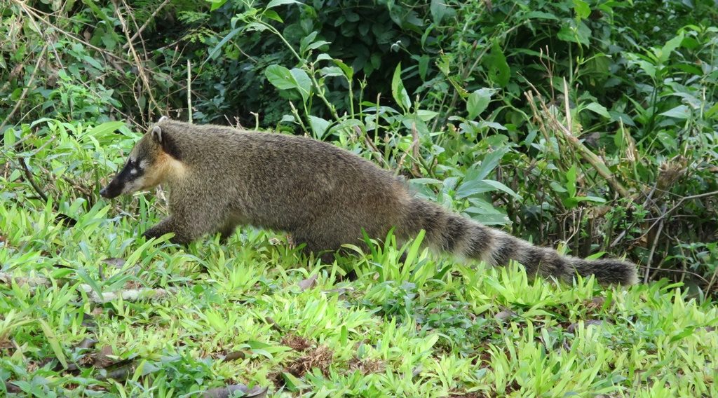 Pantanal - Nasenbär