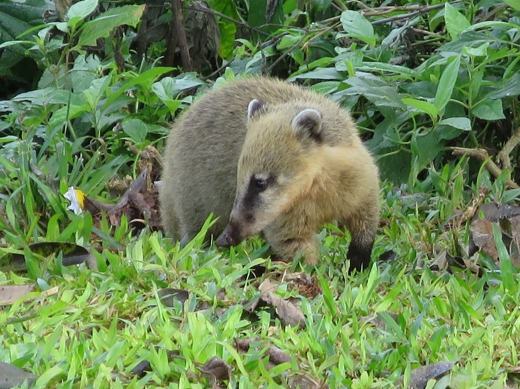 Pantanal - Nasenbär