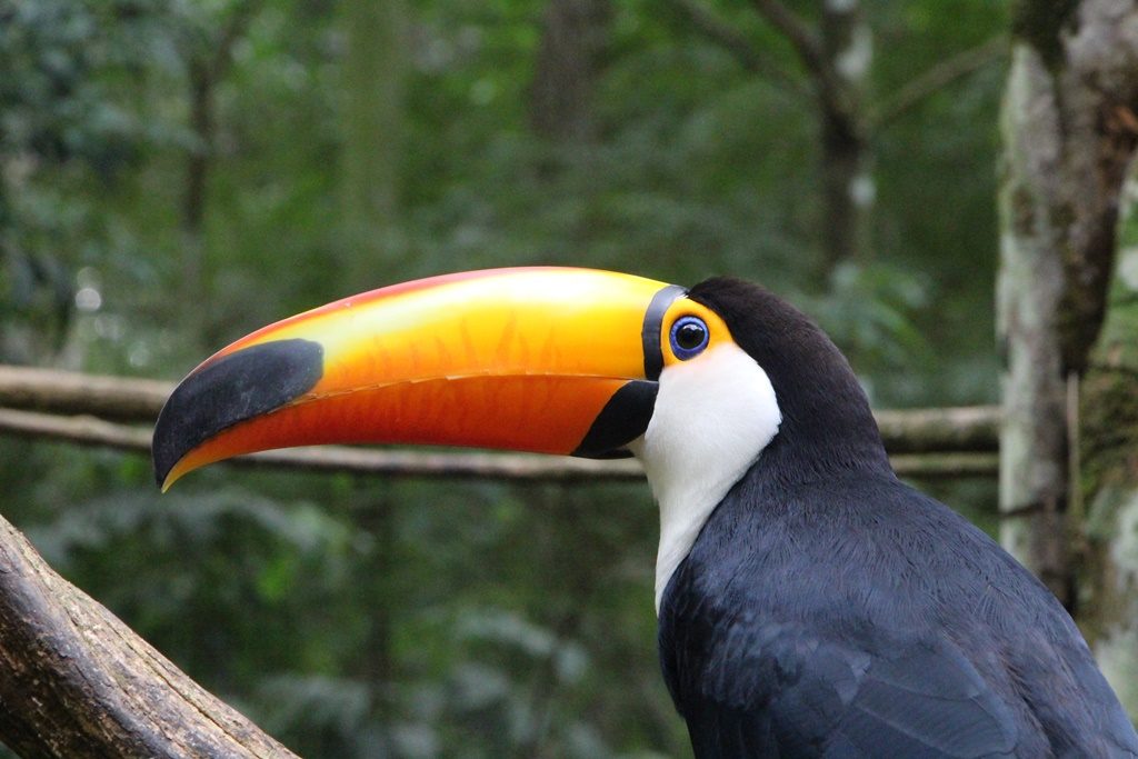 Foz do Iguazu - Vogelpark