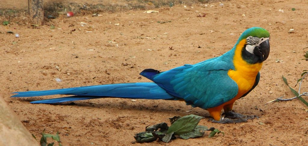 Foz do Iguazu - Vogelpark