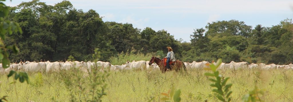 Pantanal - Gaucho