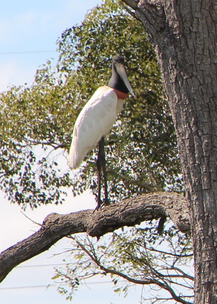 Pantanal - Tuiuiu