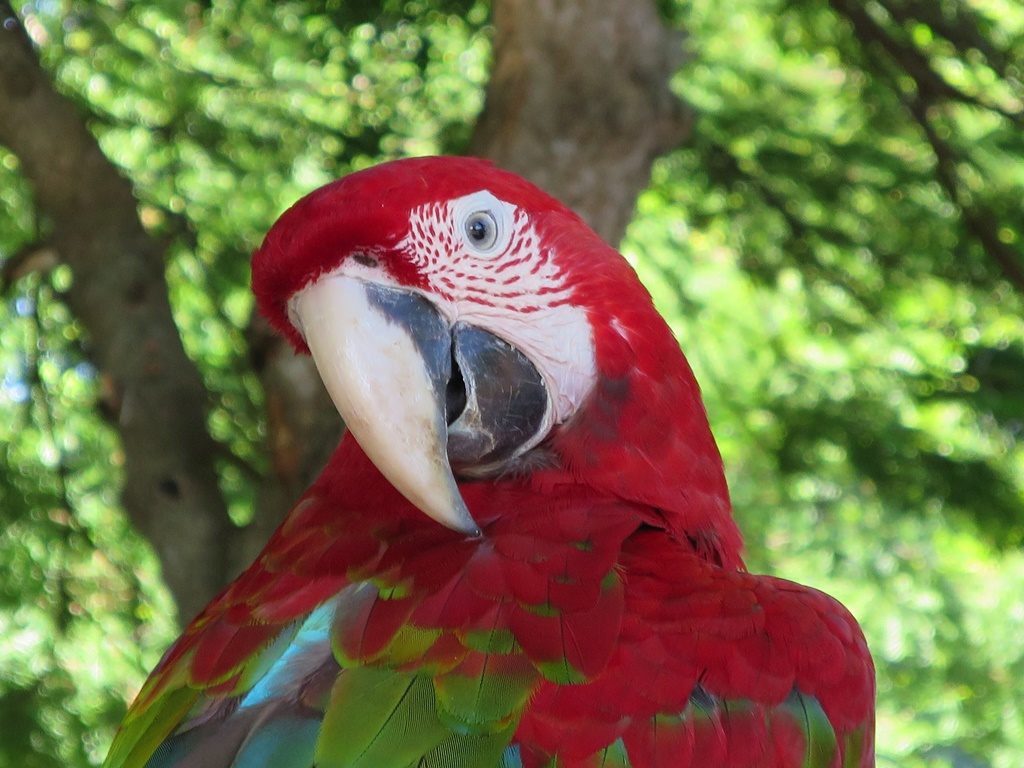 Pantanal - roter Ara