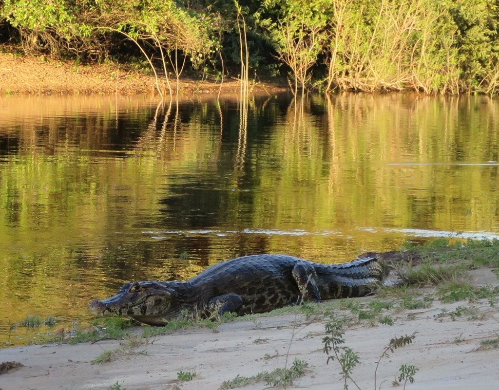 Pantanal - Kaiman