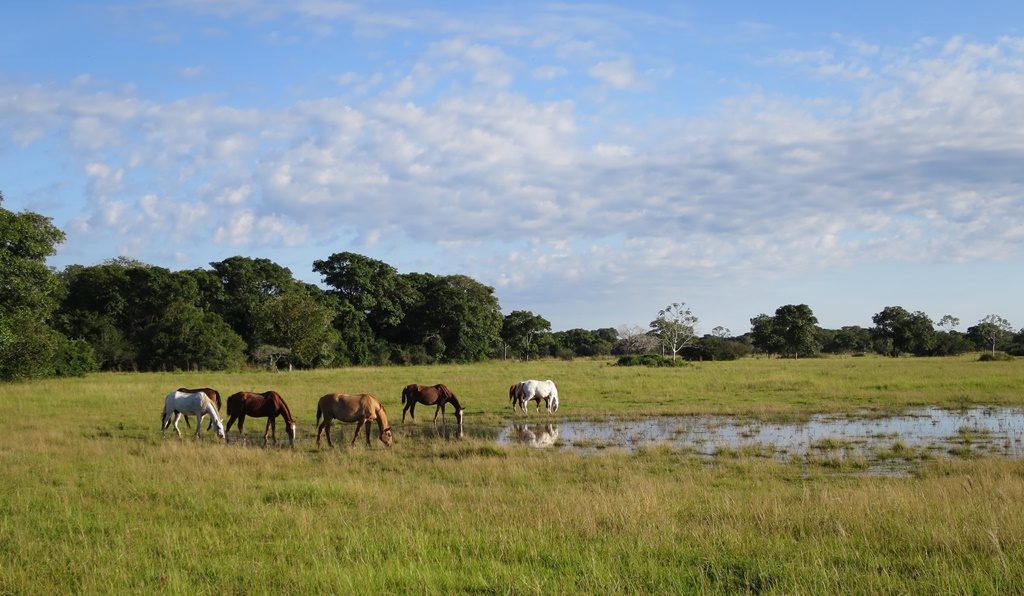 Pantanal - Fazenda Santa Clara