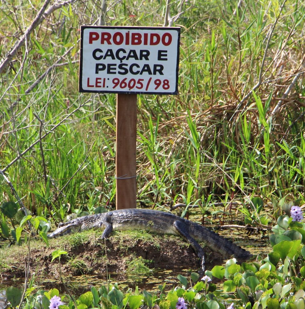 Pantanal - Kaiman