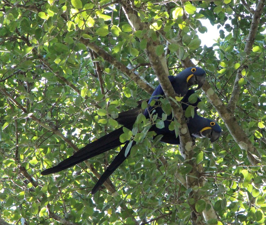 Pantanal - Ara Azul