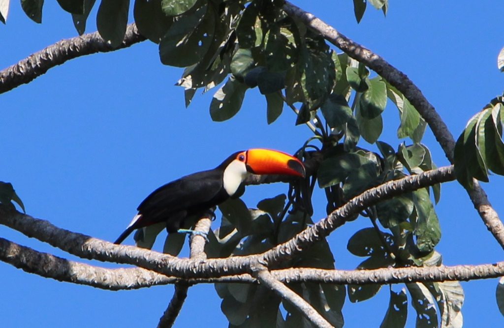 Pantanal - Tucan