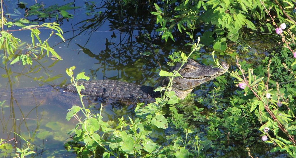 Pantanal - Kaiman