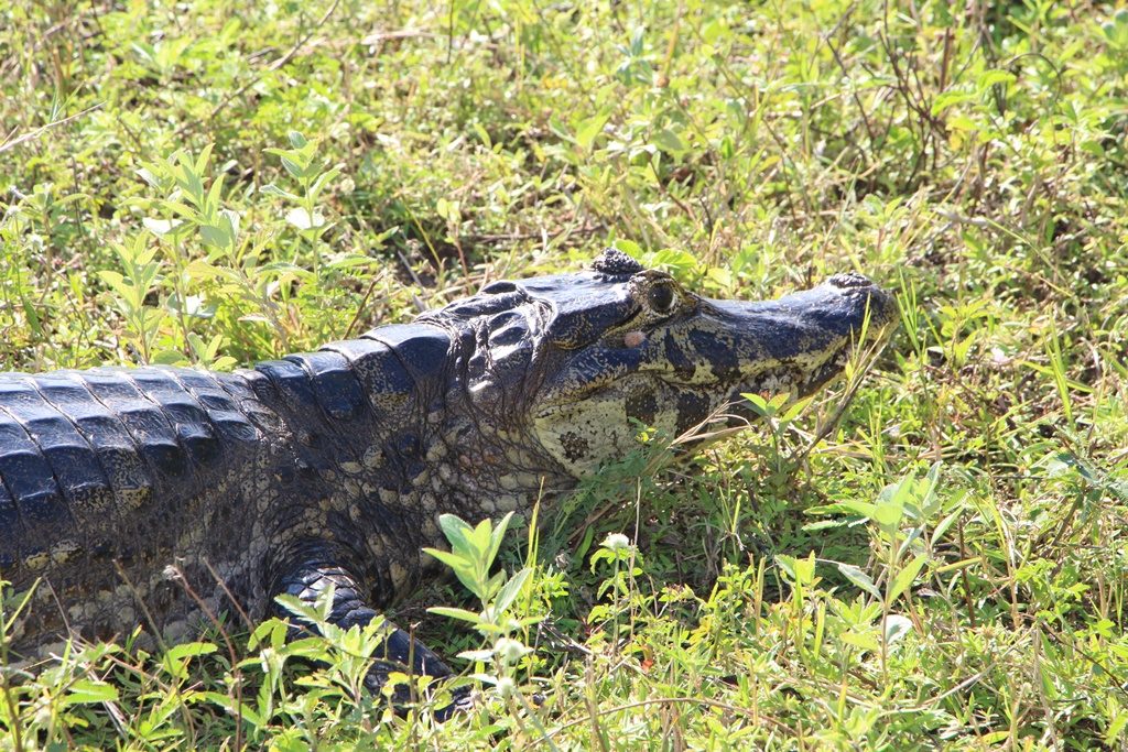 Pantanal - Kaiman