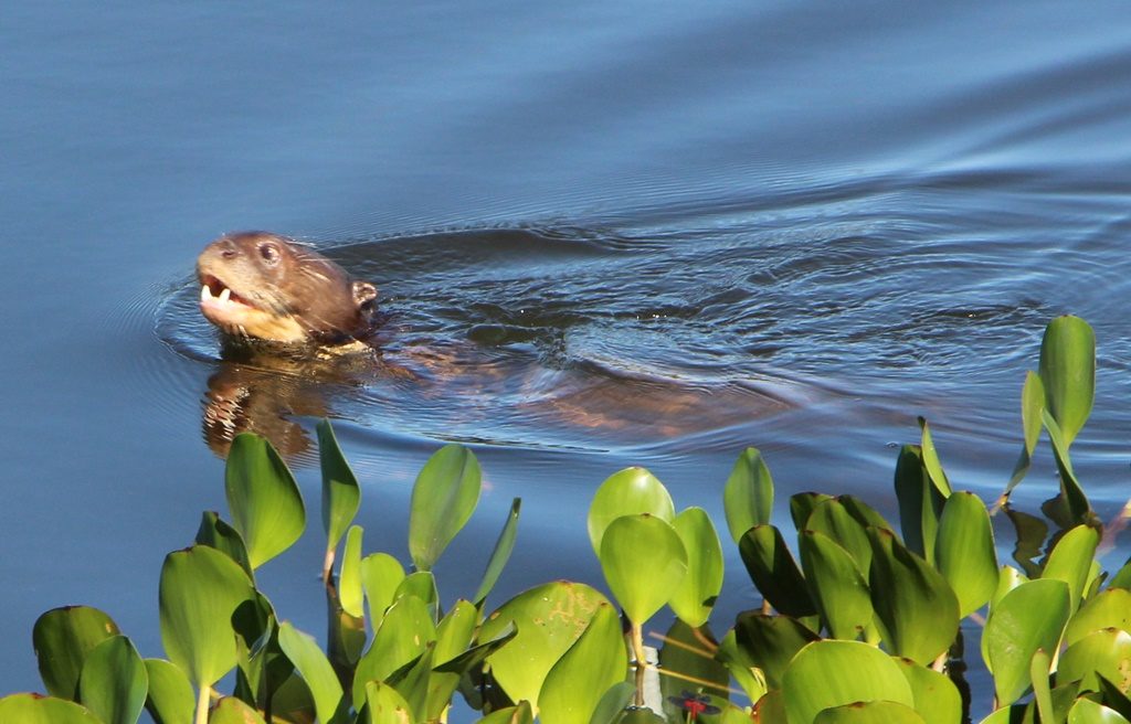 Pantanal - Riesenflussotter