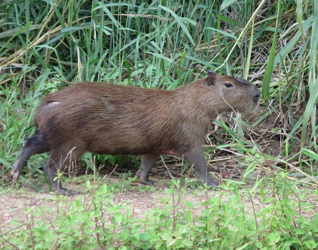 Pantanal - Cabybara