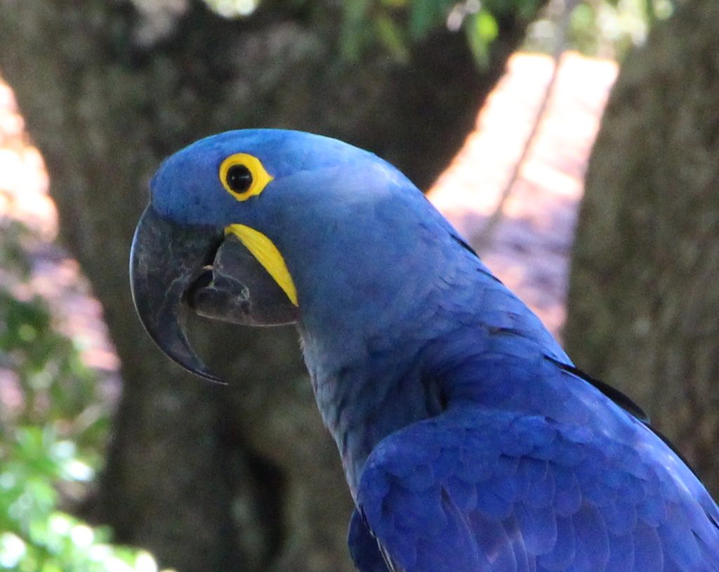 Pantanal - Ara Azul