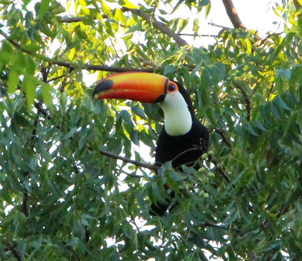 Pantanal - Tucan