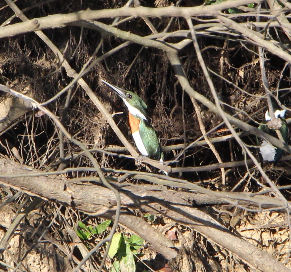 Pantanal - Amazon Kingfisher