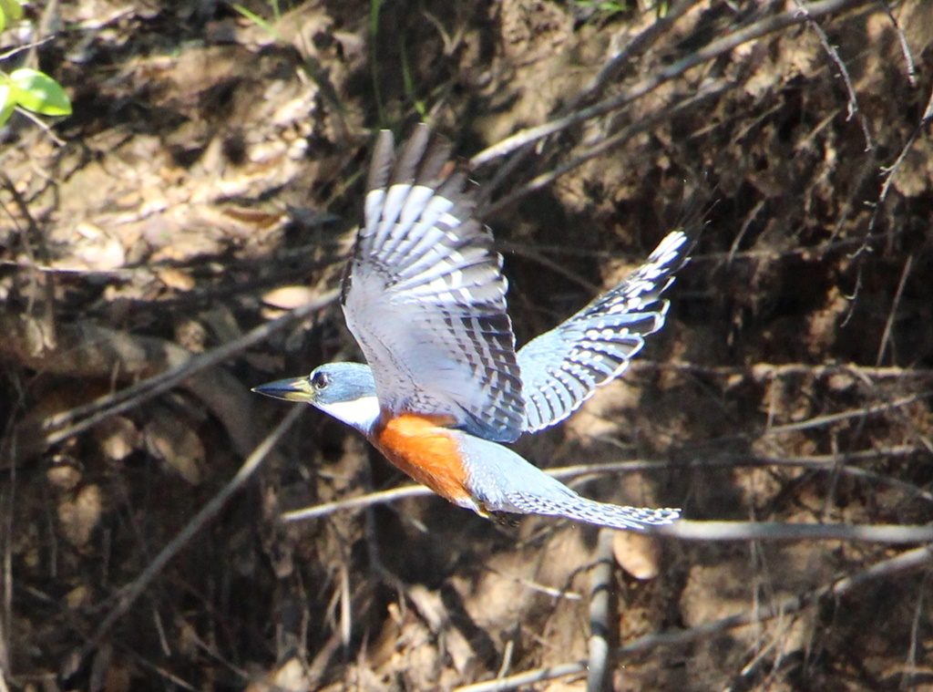 Pantanal - Ringed Kingfisher