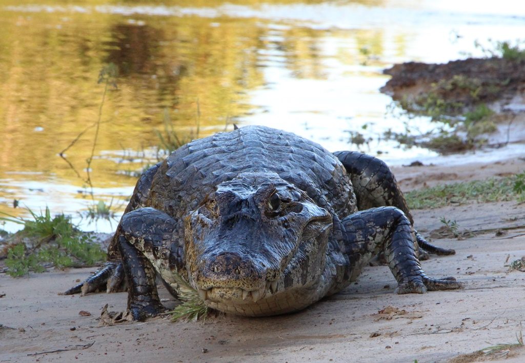 Pantanal - Kaiman