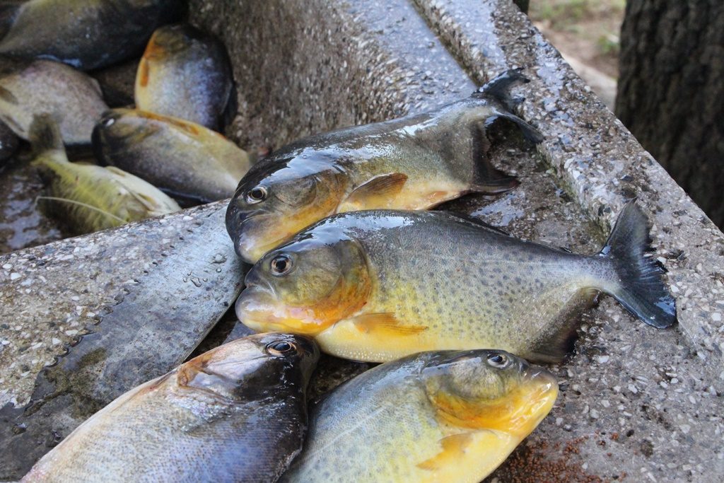 Pantanal - Piranha Fischen