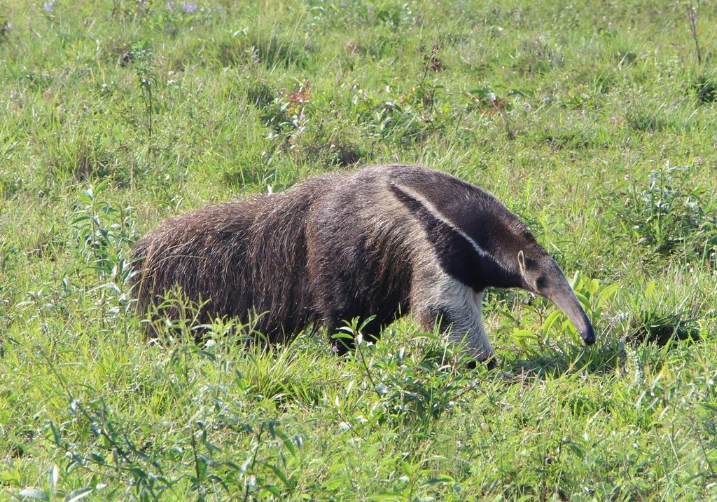 Pantanal - Ameisenbär