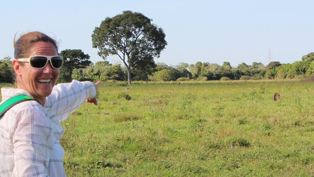 Pantanal - Ameisenbär in Sicht