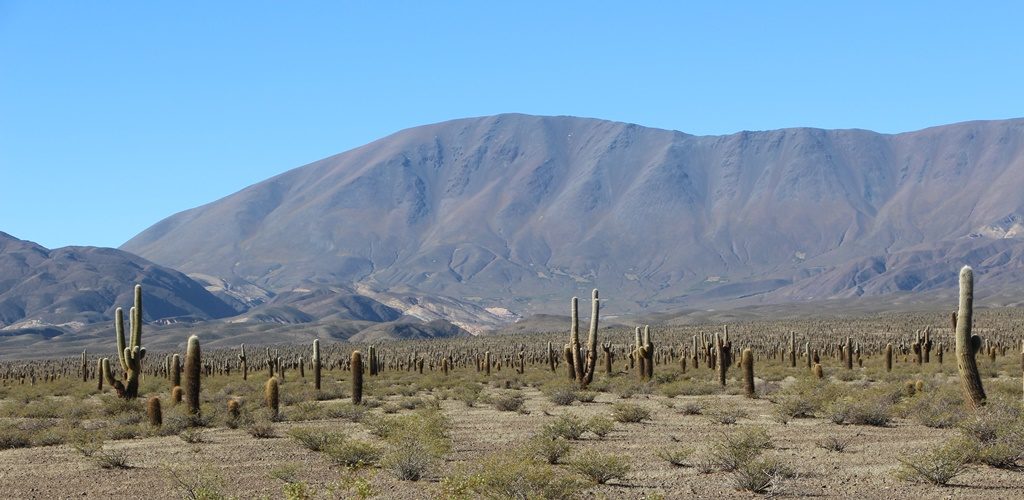 Parque Nacional los Cardones