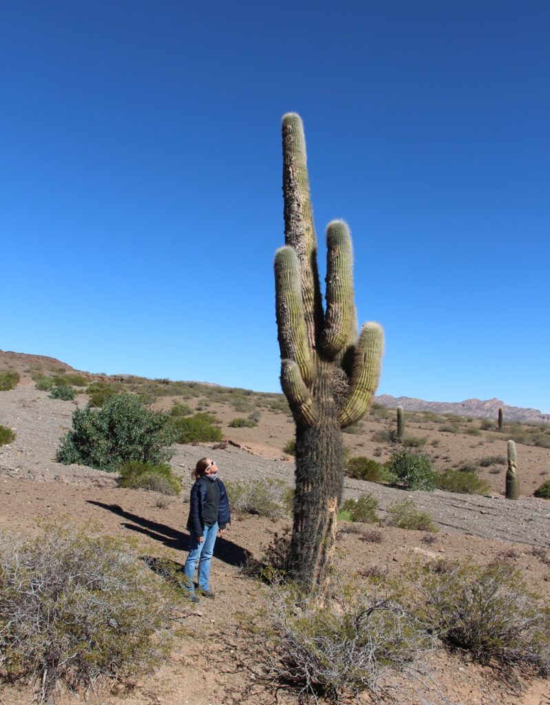 Parque Nacional los Cardones