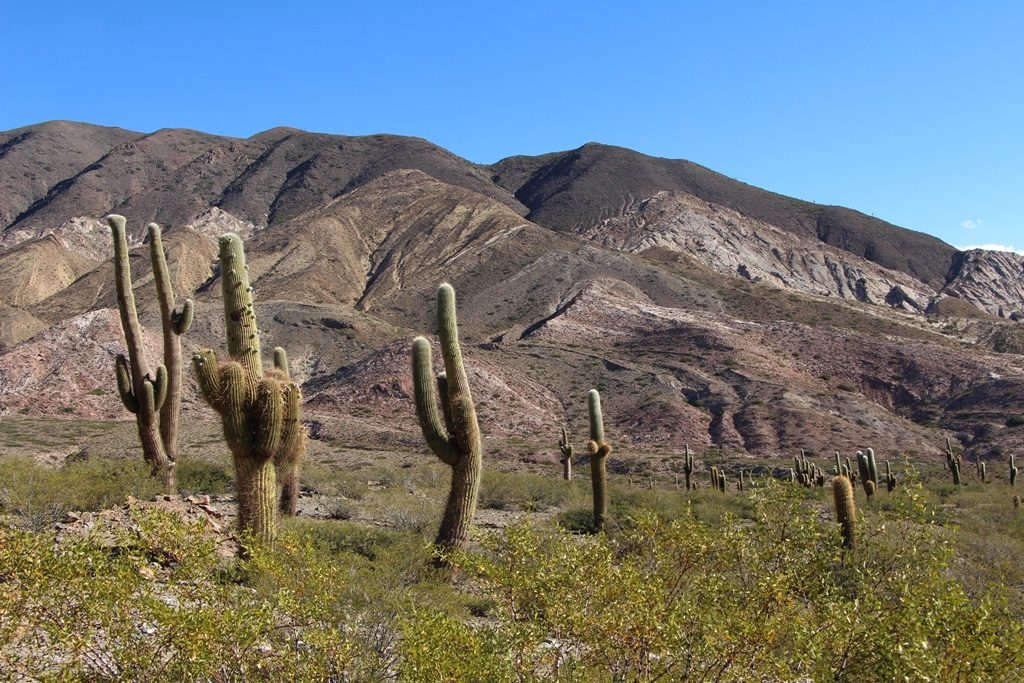 Parque Nacional los Cardones