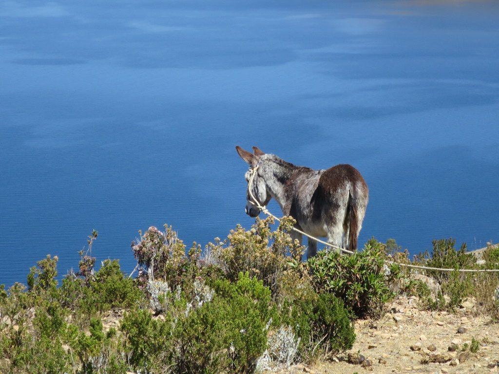 Titicacasee - Isla del Sol