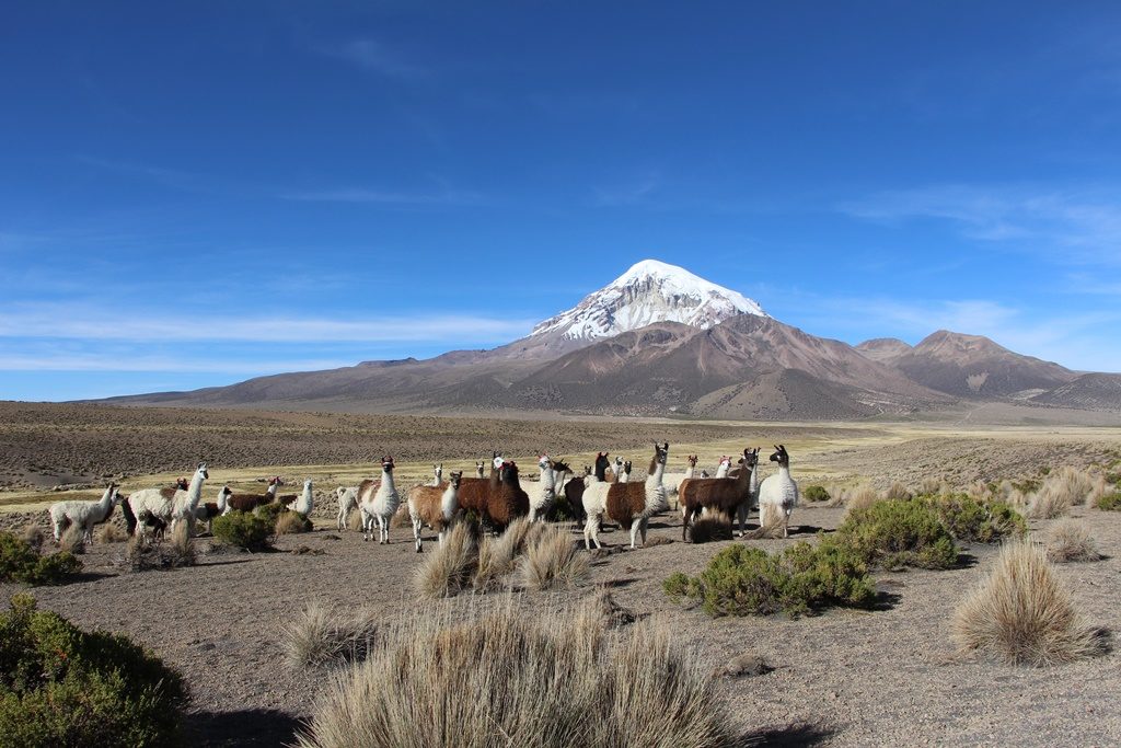 Sajama Nationalpark