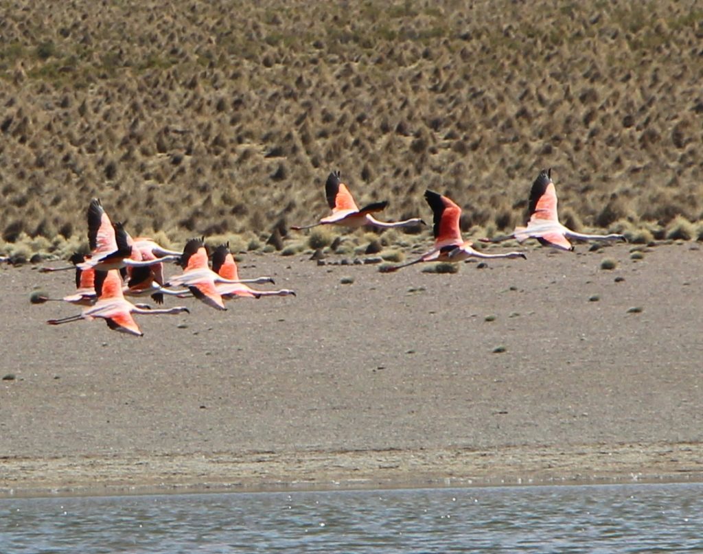 Sajama Nationalpark