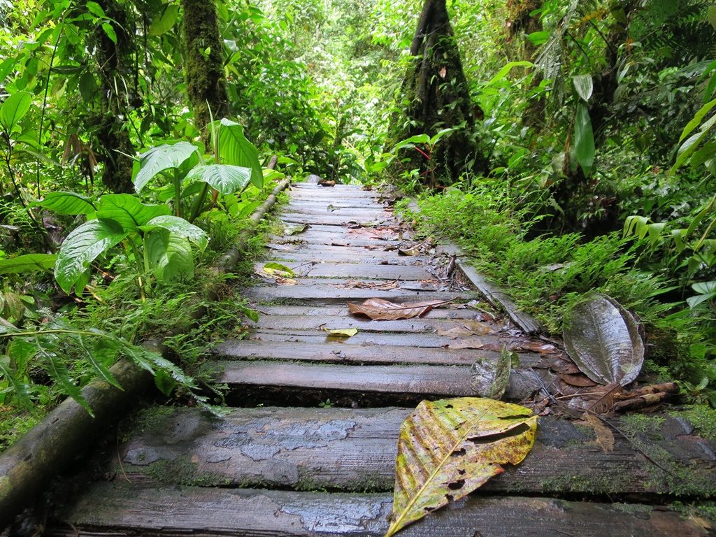 Ruta de las Cascadas nach Puyo