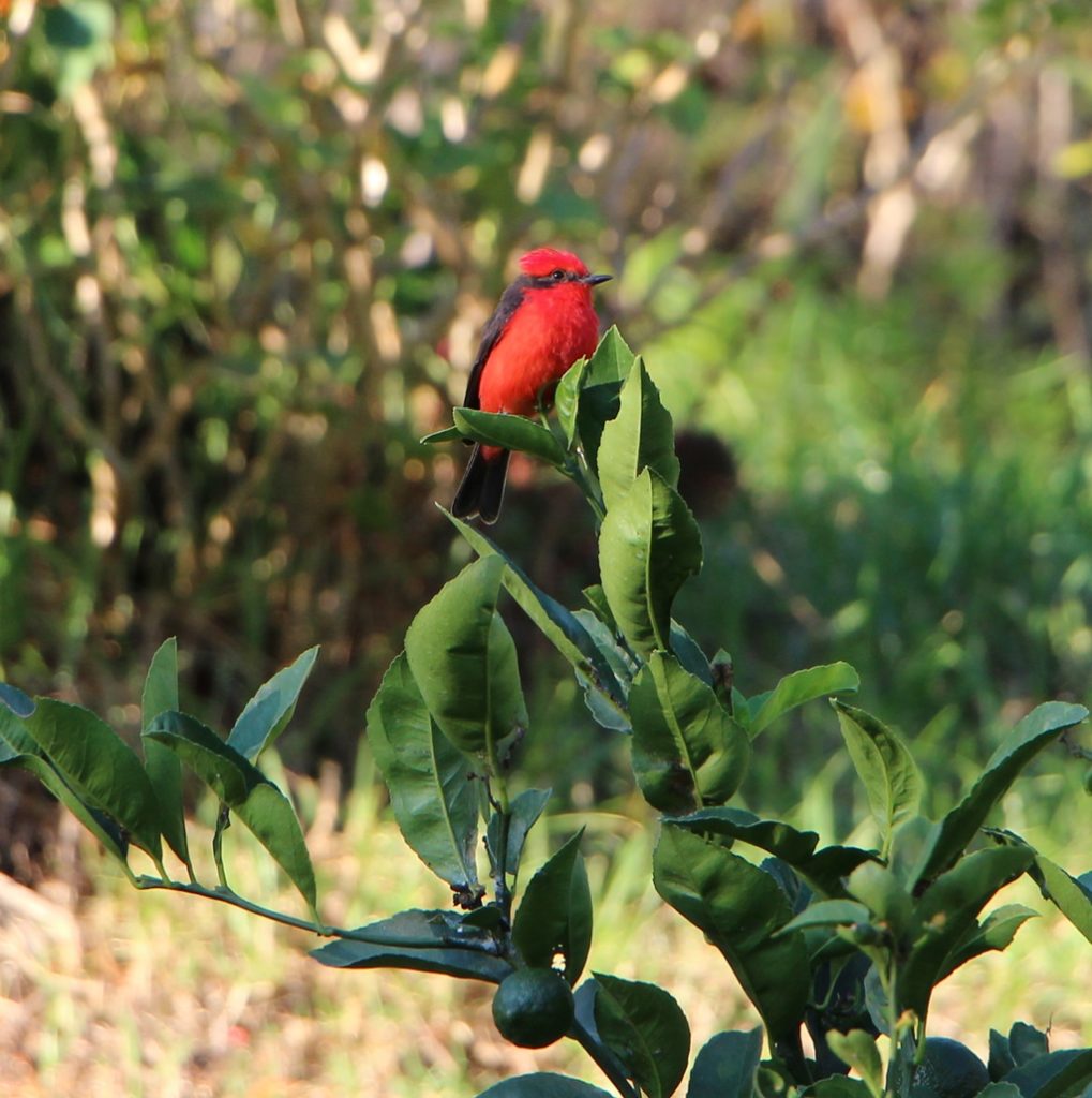 Besuch auf der Finca Sommerwind