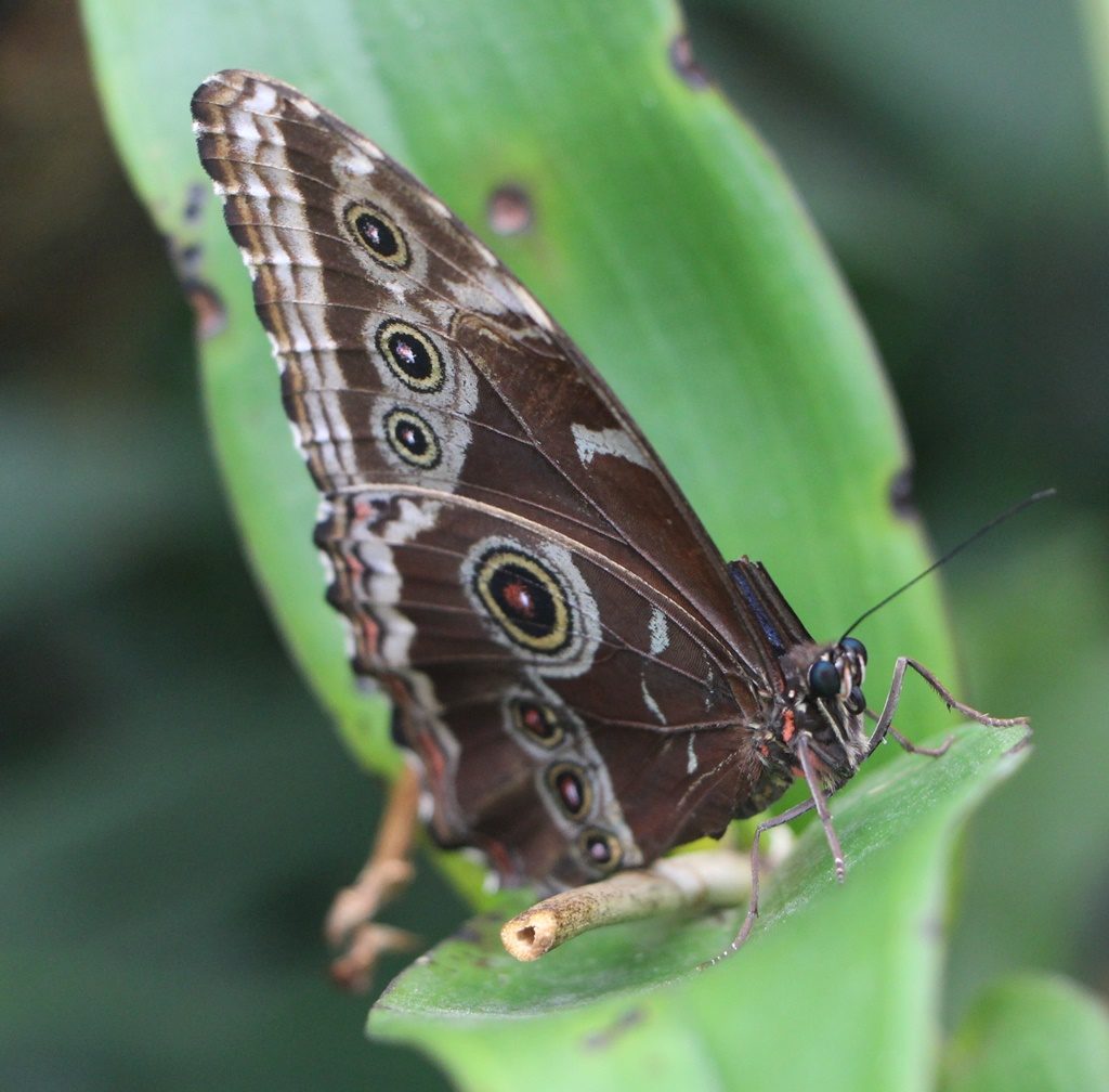 Schmetterlingsparadies im Nebelwald in Mindo